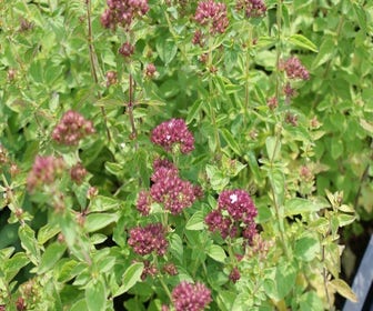Wilde marjolein (Origanum vulgare) BIO