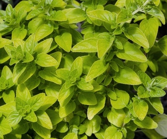 Majoraan/marjolein (Origanum vulgare 'Aureum')