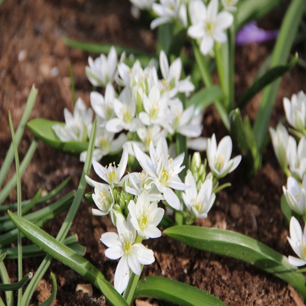 Ornithogalum balansae (vogelmelk)
