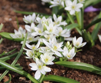 Vogelmelk (Ornithogalum balansae)