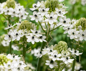 Vogelmelk (Ornithogalum saundersia)