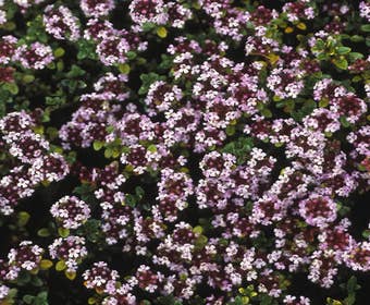 Majoraan/marjolein (Origanum vulgare 'Compactum')