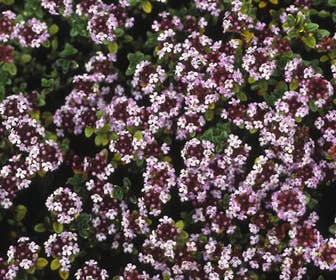 Majoraan/marjolein (Origanum vulgare 'Compactum')