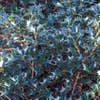Schijnhulst (Osmanthus heterophyllus)