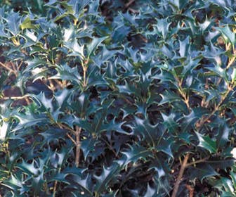 Schijnhulst (Osmanthus heterophyllus)