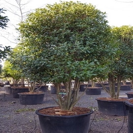 Schijnhulst als solitair (Osmanthus fragrans 'Rubra')