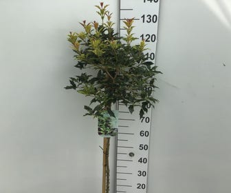 Schijnhulst (Osmanthus heterophyllus 'Goshiki') op stam