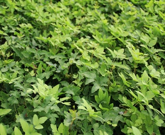 Koningsvaren (Osmunda regalis)
