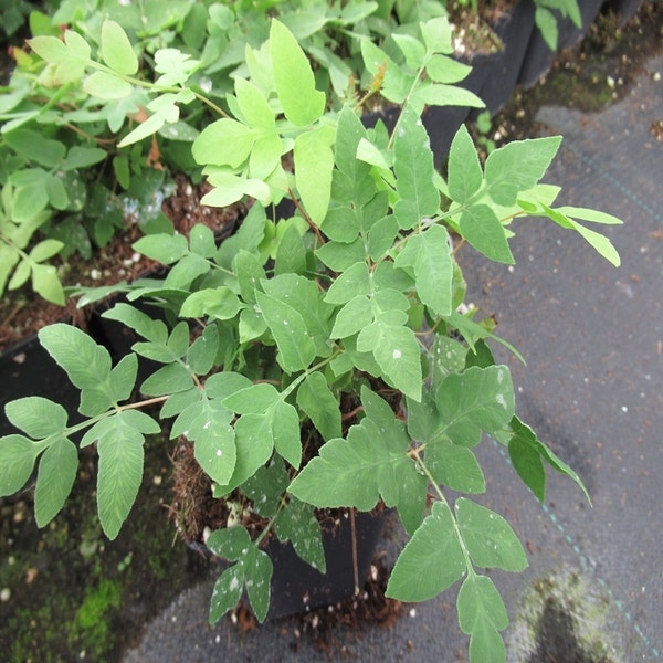 Osmunda regalis 'Purpurascens' - Koningsvaren kopen? | Het Groene Paradijs