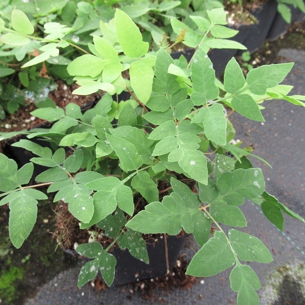 Osmunda regalis 'Purpurascens' - Koningsvaren kopen? | Het Groene Paradijs Osmunda regalis 'Purpurascens' - Koningsvaren kopen? | Het Groene Paradijs