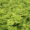 Koningsvaren (Osmunda regalis 'Purpurascens')