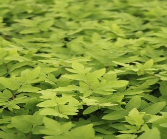 Koningsvaren (Osmunda regalis 'Purpurascens')