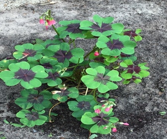 Klavertje vier (Oxalis deppei 'Iron Cross')