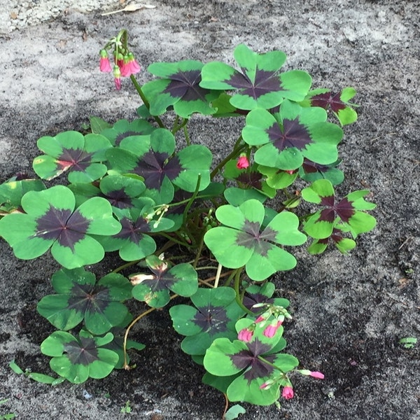 Oxalis deppei 'Iron Cross'