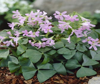 Klavertje vier (Oxalis triangularis 'Amber'®) 