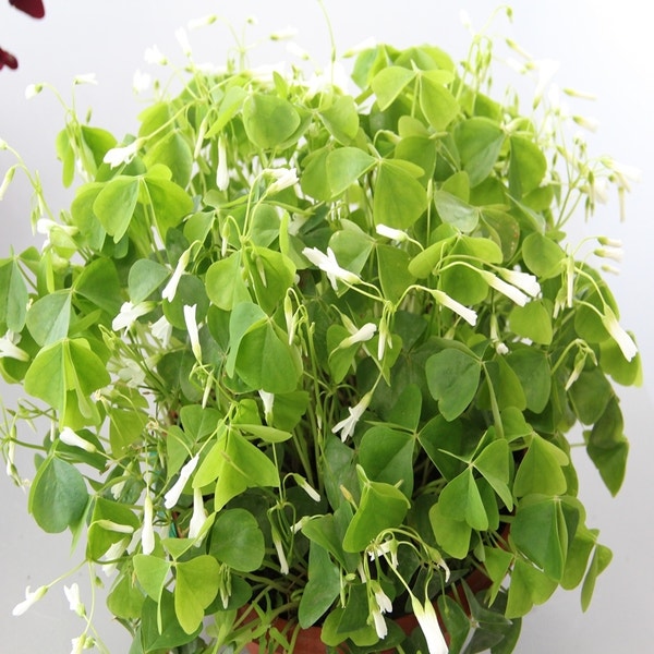 Oxalis triangularis ssp. papilionacea (