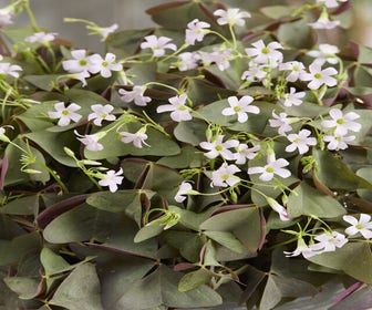 Klavertje vier (Oxalis triangularis 'Sanne' ®)