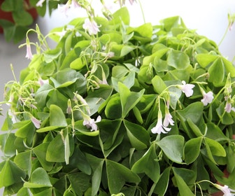 klavertje vier (Oxalis triangularis)