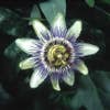 Passiebloem (Passiflora caerulea)