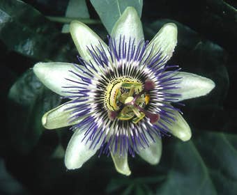 Passiebloem (Passiflora caerulea)