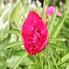 Pioenroos (Paeonia 'Karl Rosenfield')