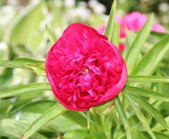 Pioenroos (Paeonia 'Karl Rosenfield')
