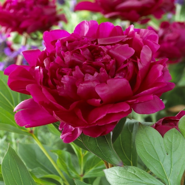 Pioenroos (Paeonia lactiflora 'Felix Crousse')