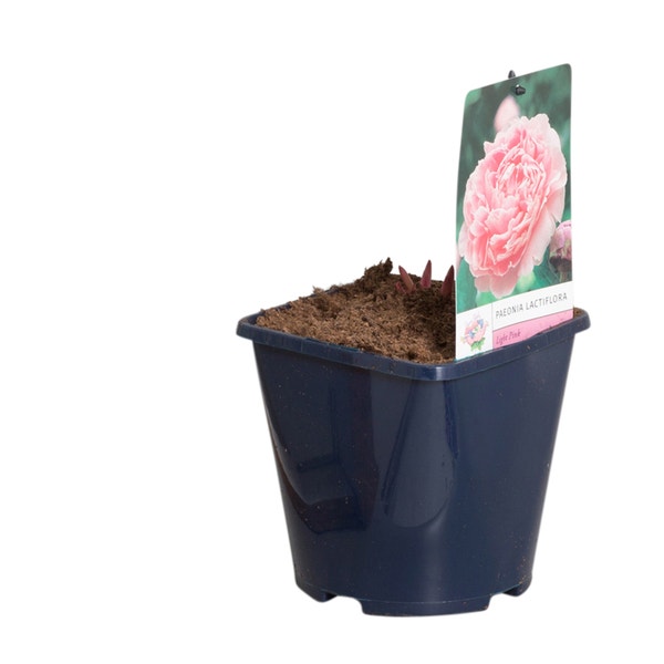 Licht roze Pioenroos ( (Paeonia lactiflora)