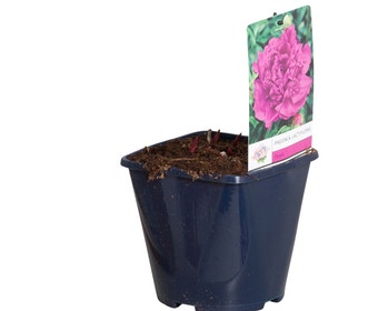 Paarse Pioenroos (Paeonia lactiflora)