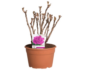 Paarse Boompioen (Paeonia suffruticosa)