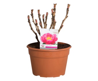 Roze Boompioen (Paeonia suffruticosa)