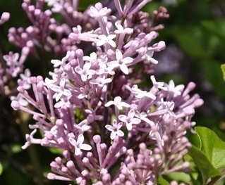 Dwerg Sering (Syringa meyeri 'Palibin')