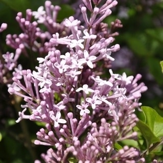 Sering (Syringa meyeri 'Palibin')