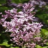 Sering op stam (Syringa meyeri 'Palibin')