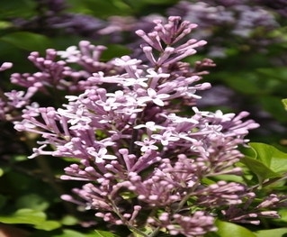 Sering op stam (Syringa meyeri 'Palibin')