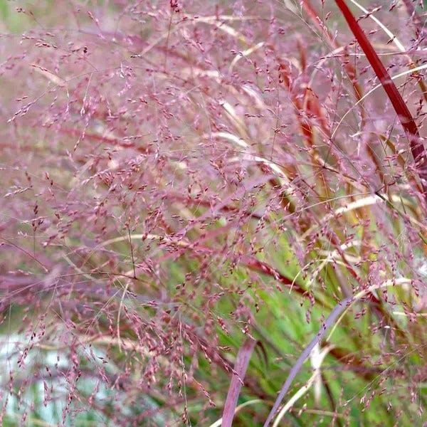 Vingergras (Panicum virgatum 'Squaw') Bio