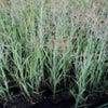 Vingergras (Panicum virgatum 'Heavy Metal')