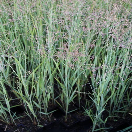 Panicum virgatum 'Heavy Metal'