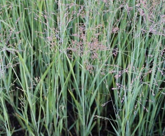 Vingergras (Panicum virgatum 'Heavy Metal')