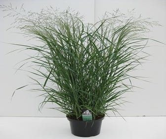 Vingergras (Panicum virgatum 'Prairie Sky')