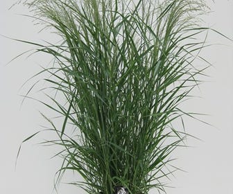 Vingergras (Panicum virgatum 'Prairie Sky')