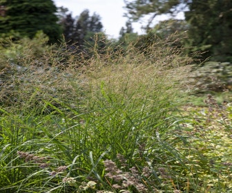 Vingergras (Panicum virgatum 'Strictum')