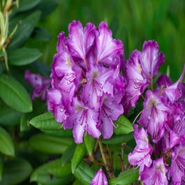 rhododendron sammetglut P.J. Mezitt Elite Star Rhododendron