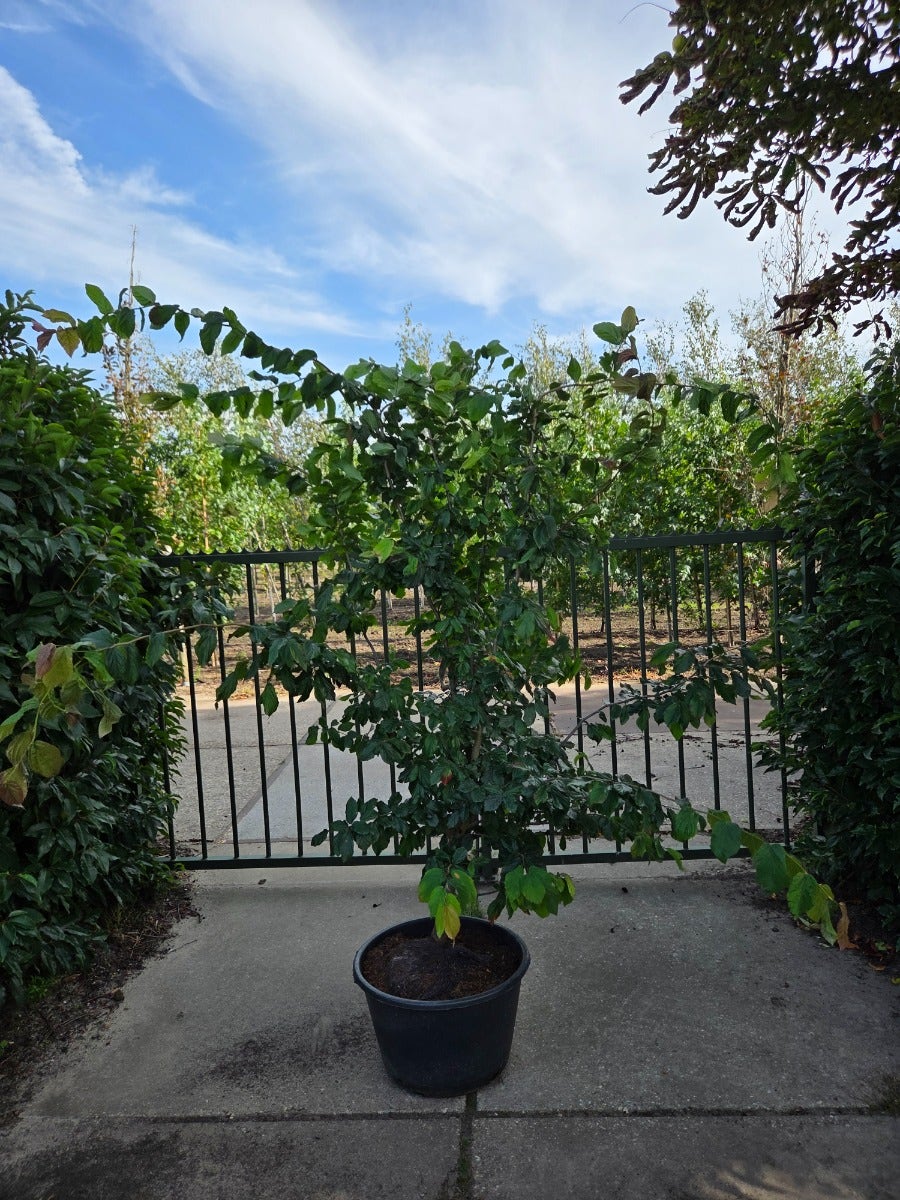 Perzisch ijzerhout