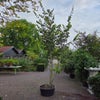 Perzisch ijzerhout (Parrotia persica 'Bella')