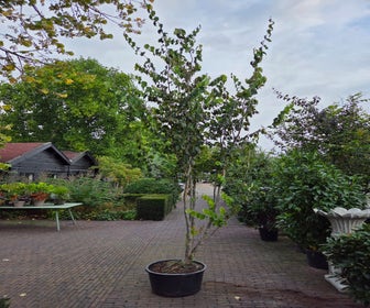Perzisch ijzerhout (Parrotia persica 'Bella')