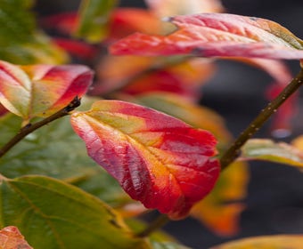 Perzisch ijzerhout (Parrotia persica 'Persian Spire')