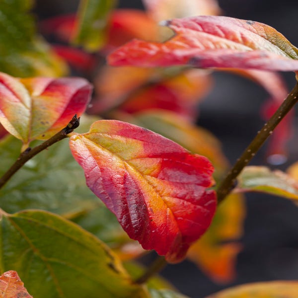 Parrotia persica 'Persian Spire'