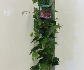 Wilde wingerd (Parthenocissus tricuspidata 'Green Spring')