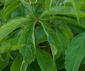 Wilde Wingerd (Parthenocissus quinquefolia)